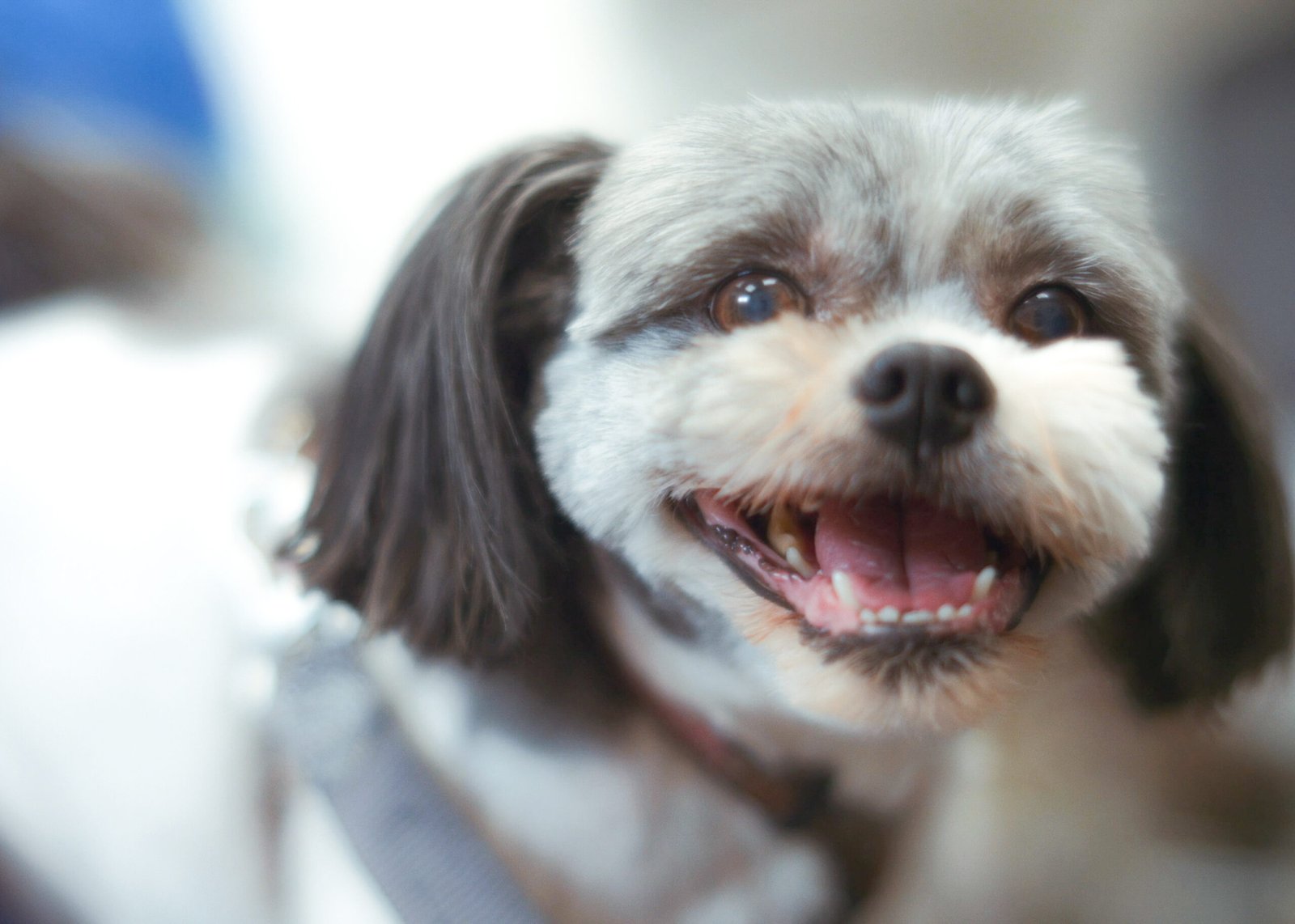 Oncologia-veterinaria-cancer-en-mascotas