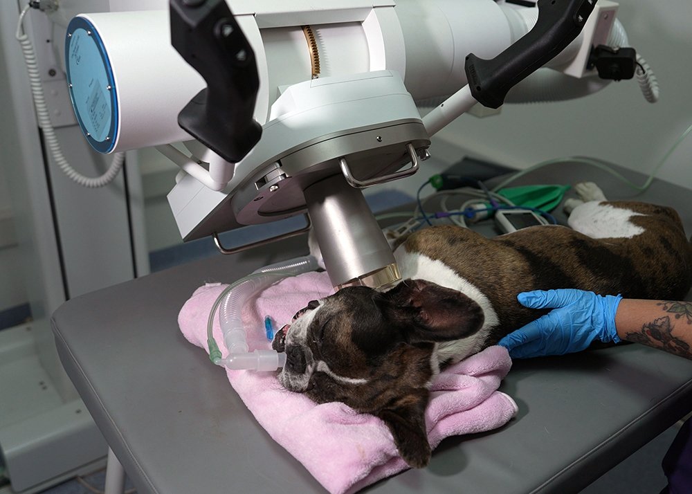 Radioterapia Veterinaria en Centro Oncologico Veterinario Santiago 1