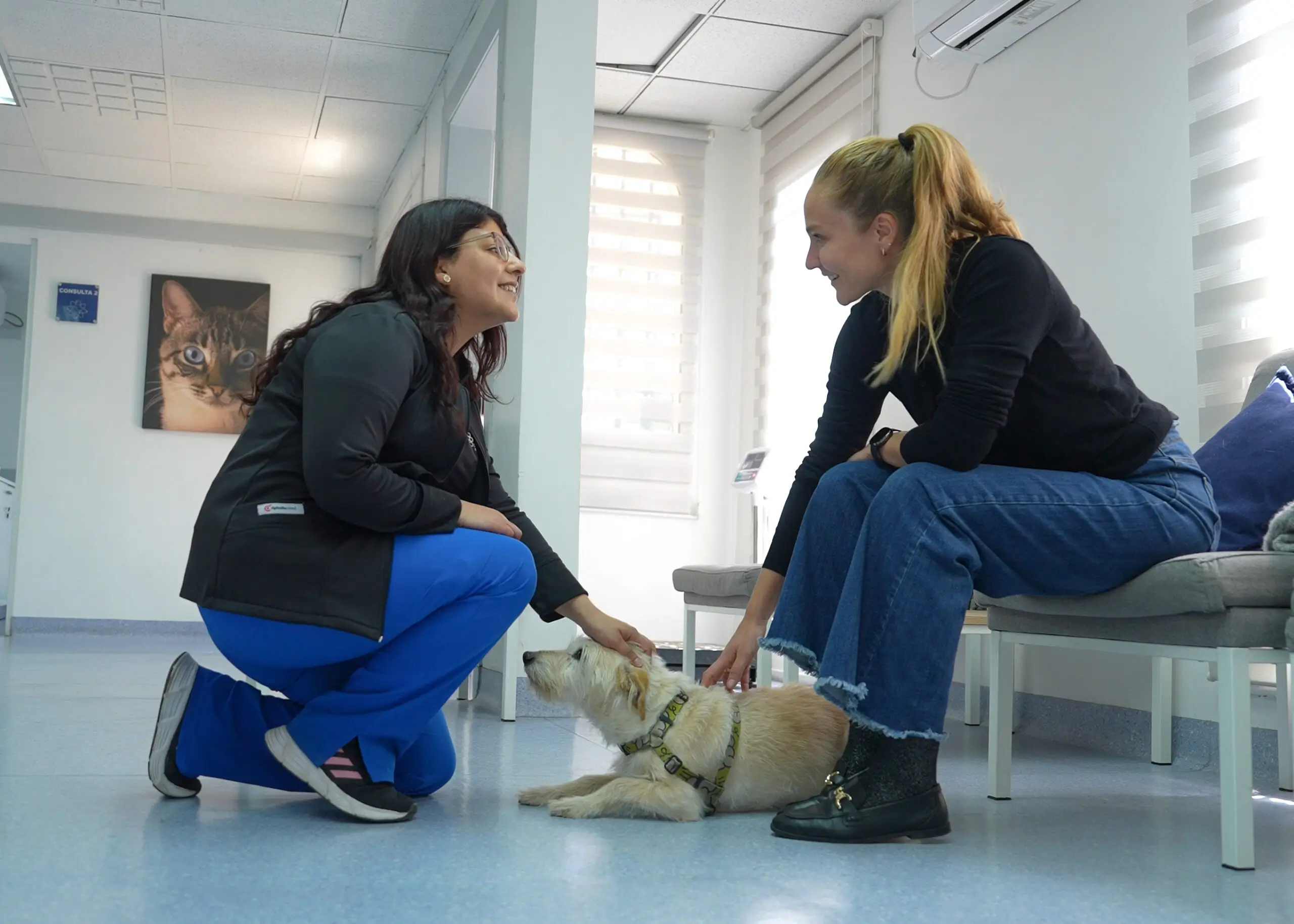 Paciente canino en sala de espera del Centro Oncológico Veterinario Santiago, esperando consulta oncológica veterinaria con oncólogo veterinario especialista en cáncer en mascotas.