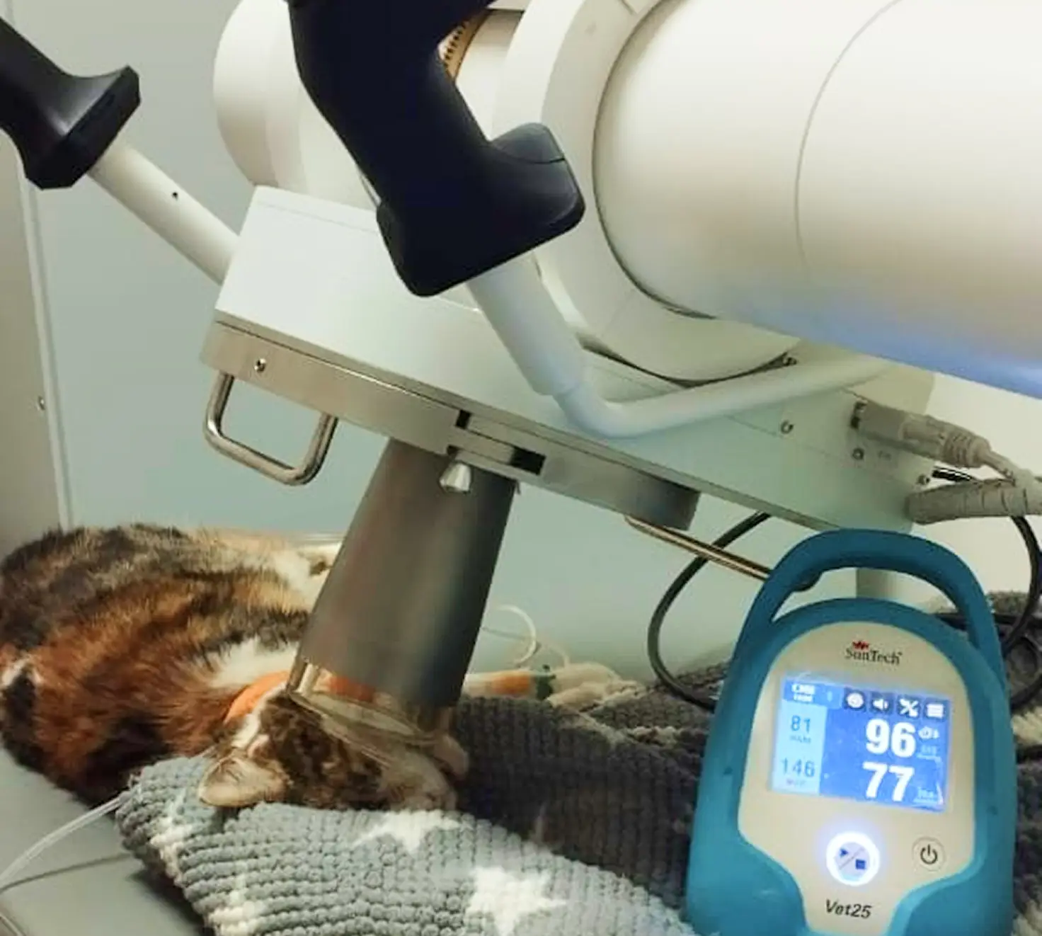 Gato recibiendo radioterapia veterinaria durante tratamiento oncológico especializado