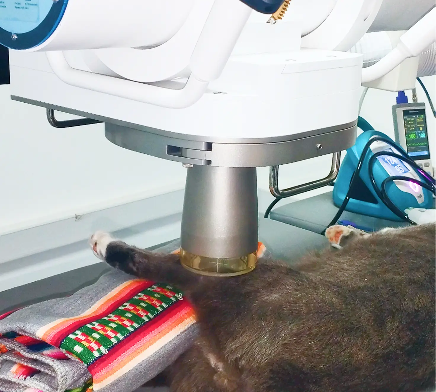 Radioterapia en gatos aplicada con tecnología de alta precisión en centro oncológico veterinario