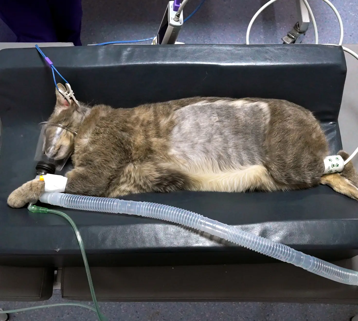Gato bajo anestesia y monitoreo durante tratamiento de radioterapia veterinaria